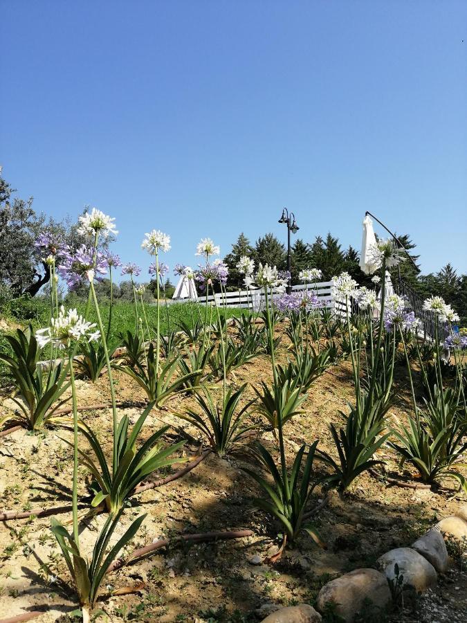 Bed and Breakfast Il Gelso Country House Castorano  Exterior foto