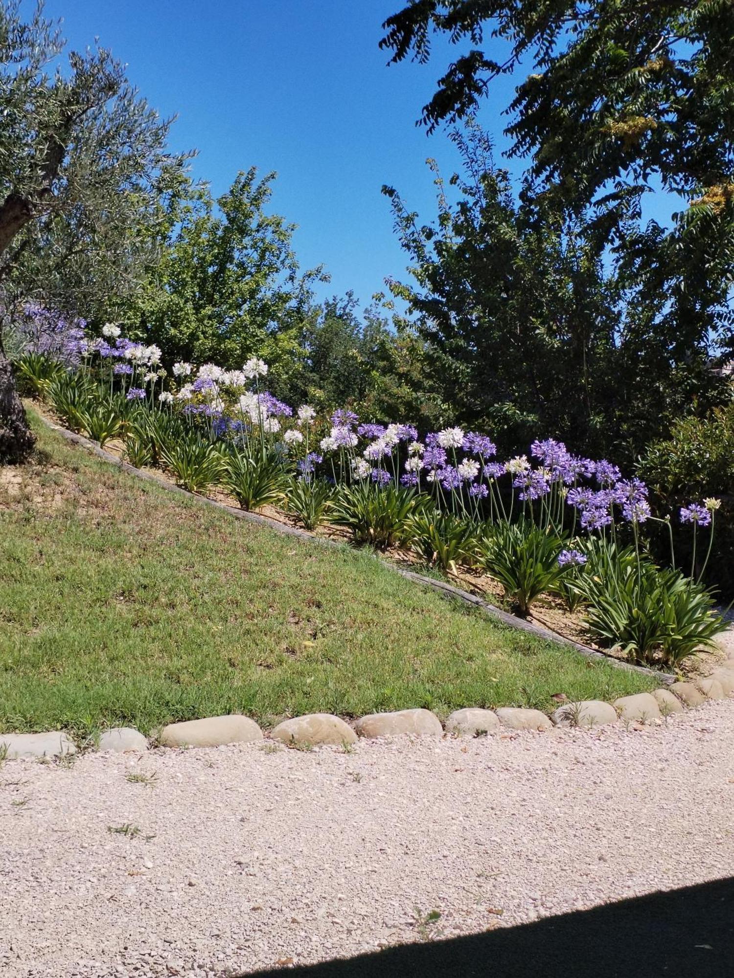 Bed and Breakfast Il Gelso Country House Castorano  Exterior foto